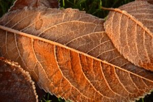 Temperatursturz im Herbst